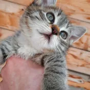 cat 3