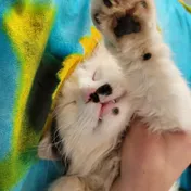 cat 4
