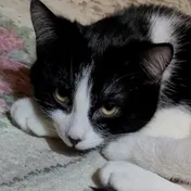 cat 6
