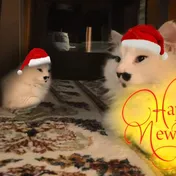 cat 7