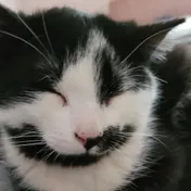 cat 8