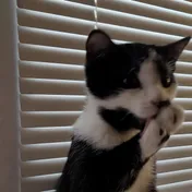 cat 10