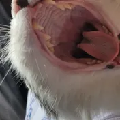 cat 11