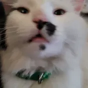 cat 12