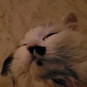 cat 13