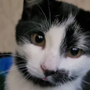 cat 14