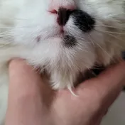 cat 16