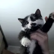 cat 17
