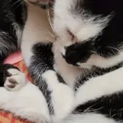 cat 18