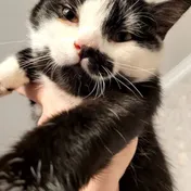 cat 19