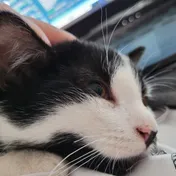 cat 20