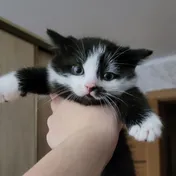 cat 21