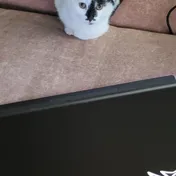 cat 24