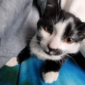 cat 25