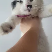 cat 26