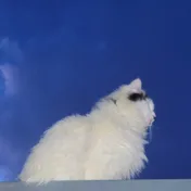 cat 27