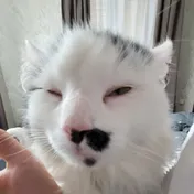 cat 29