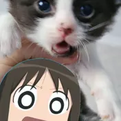 cat 30