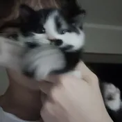 cat 31