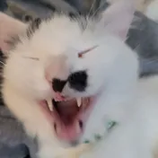 cat 32
