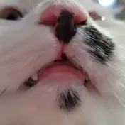cat 37
