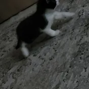 cat 38