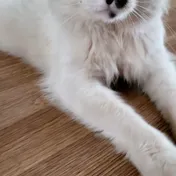 cat 39