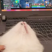 cat 40