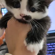 cat 41