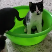 cat 42