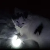 cat 43