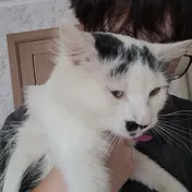 cat 46